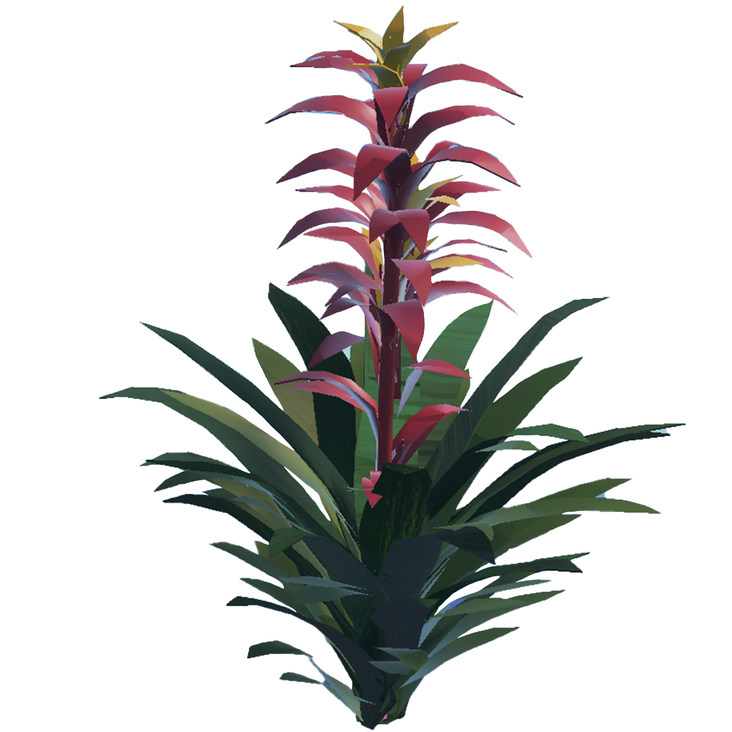 Bromeliad
