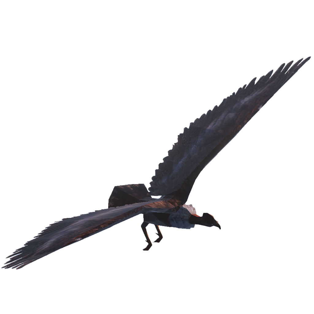 Condor